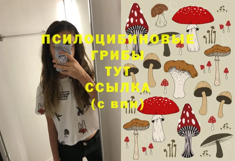 закладка  Камызяк  кракен сайт  Галлюциногенные грибы Cubensis 